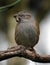 Dunnock with growths on beak.