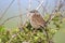Dunnock or Hedge Sparrow, Prunella modularis,