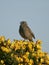Dunnock or hedge sparrow, Prunella modularis,