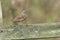 Dunnock or Hedge sparrow, Prunella modularis