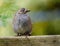 Dunnock looking for food in urban house garden.