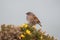 Dunnock perched on gorse bush