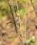 Dunnock perched on vertical branch