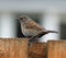 Dunnock perching on garden fence