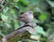 Dunnock perching on log in wood