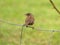 Dunnock perching on wire fence