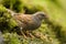 Dunnock, Prunella modularis