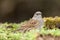 Dunnock Prunella modularis, Looking for food