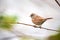 Dunnock Prunella modularis Sitting On Branch