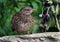 The dunnock (Prunella modularis) is a small passerine, or perching bird.