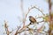 Dunnock Prunella modularis a small passerine, or perching bird