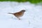 Dunnock standing in Snow