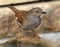 Dunnock on water bath in urban house garden.