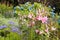 Dunvegan Castle, Isle of Skye , the garden