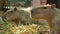 The duo capybaras are eating many grasses on the ground