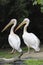 Duo of great white pelicans