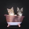 Duo Miane Coon cat kittens on black background