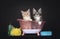 Duo Miane Coon cat kittens on black background