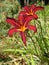 Duo of stunning two tone Daylily Hemerocallis red and yellow