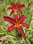 Duo of superb two tone Daylily Hemerocallis red and yellow