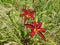 Duo of superb two tone Daylily Hemerocallis red and yellow in the summer