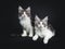 Duo of two black and brown tabby with white Maine Coon kittens