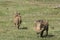 Duo of warthogs