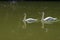 Duo white swan in lake at Pang Ung