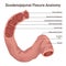 Duodenum anatomy. Intestine connecting the stomach to the middle part