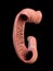 Duodenum, human anatomy, part of your small intestine, 3d