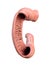 Duodenum, human anatomy, white background, part of your small intestine,front view, 3d