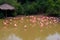 Duong Dong city, Phu Quoc, Vietnam - December 2018: lake with flamingos and small hut at safari park.