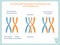 Duplicated homologous chromosomes pair and crossing-over sheme in blue and orange colour