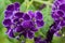 Duranta \'Dark Purple\'