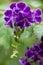 Duranta \'Dark Purple\'