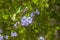 Duranta erecta floral background