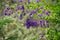 Duranta erecta flowering shrub at the Mount of Beatitudes