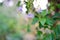 Duranta erecta flowers on the background