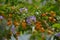 Duranta erecta flowers and Duranta erecta orange fruits