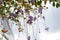 Duranta erecta flowers and Duranta erecta orange fruits