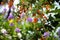 Duranta erecta flowers and Duranta erecta orange fruits