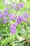 Duranta erecta flowers in thailand