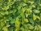 Duranta erecta gold mound plant leaves background