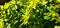 Duranta Erecta Plant Green Leaves