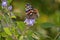 Duranta erecta purple flower with a Vanessa Atalanta butterfly