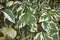 Duranta erecta with variegated leaves