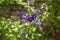 Duranta erecta violet purple flowering plant, group of flowers on shrub branches in bloom