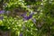 Duranta erecta violet purple flowering plant, group of flowers on shrub branches in bloom