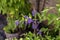 Duranta erecta violet purple flowering plant, group of flowers on shrub branches in bloom