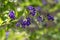 Duranta erecta violet purple flowering plant, group of flowers on shrub branches in bloom